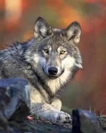 gray-wolf-gazing.jpg